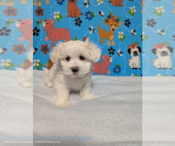 Medium Photo #2 Maltese Puppy For Sale in OCALA, FL, USA