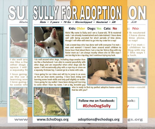 Medium Photo #4 - Mix Puppy For Sale in Hoffman Estates, IL, USA