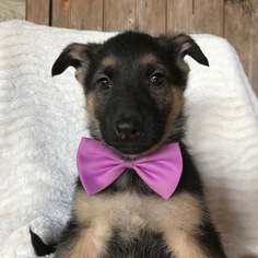 German Shepherd Dog Puppy for sale in QUARRYVILLE, PA, USA