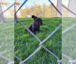 Small Photo #11 Labrador Retriever Puppy For Sale in RED WING, MN, USA