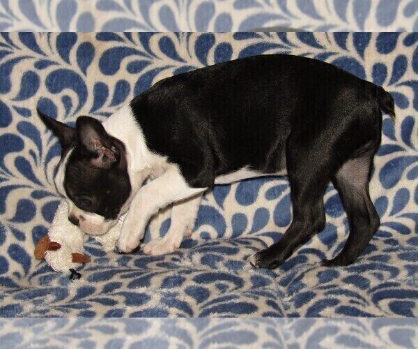 Medium Photo #5 Boston Terrier Puppy For Sale in SPENCERVILLE, IN, USA