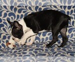 Small Photo #5 Boston Terrier Puppy For Sale in SPENCERVILLE, IN, USA