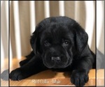 Small Photo #1 Labrador Retriever Puppy For Sale in MURRIETA, CA, USA