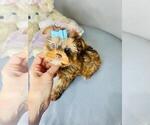 Small #12 Biewer Terrier