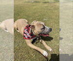 Small #1 American Pit Bull Terrier-American Staffordshire Terrier Mix