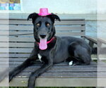 Small #1 Labrador Retriever Mix