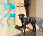 Small Doberman Pinscher