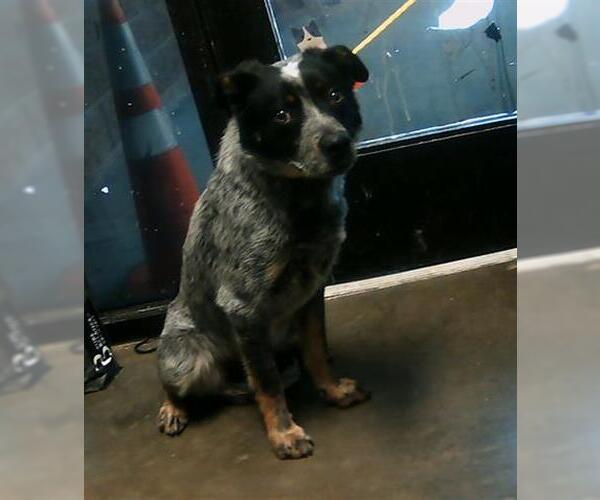 Medium Photo #1 Mutt Puppy For Sale in Tulsa, OK, USA