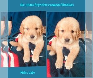Golden Retriever Litter for sale in SUGAR LAND, TX, USA