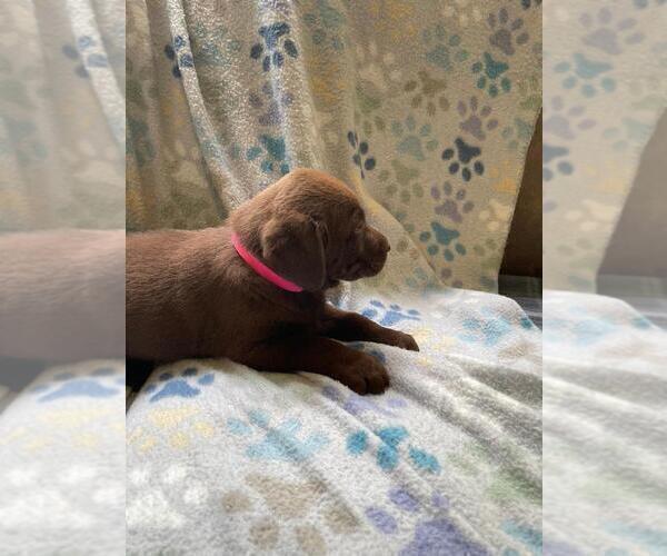Medium Photo #2 Labrador Retriever Puppy For Sale in BLACKSBURG, SC, USA
