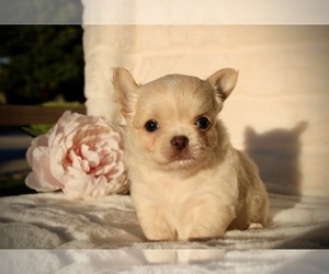 Chihuahua Puppy for sale in SAN JOSE, CA, USA