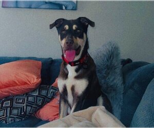 Australian Kelpie-Huskies  Mix Dogs for adoption in Euless, TX, USA