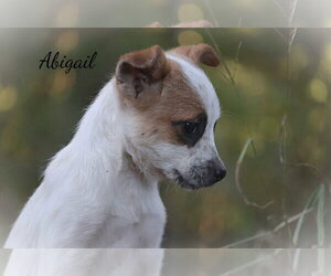 Abigail - Female Mutt Dog for Adoption - Photo #3