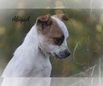 Small Photo #3 Mutt Puppy For Sale in Southbury, CT, USA