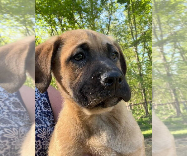 Medium Photo #1 Labrador Retriever-Unknown Mix Puppy For Sale in Aurora, IN, USA