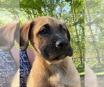 Small Labrador Retriever Mix