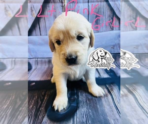 Medium Photo #7 Golden Retriever Puppy For Sale in BOILING SPGS, SC, USA