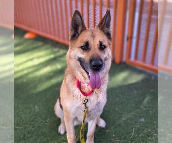 Medium Photo #1 German Shepherd Dog-Unknown Mix Puppy For Sale in Las Vegas, NV, USA