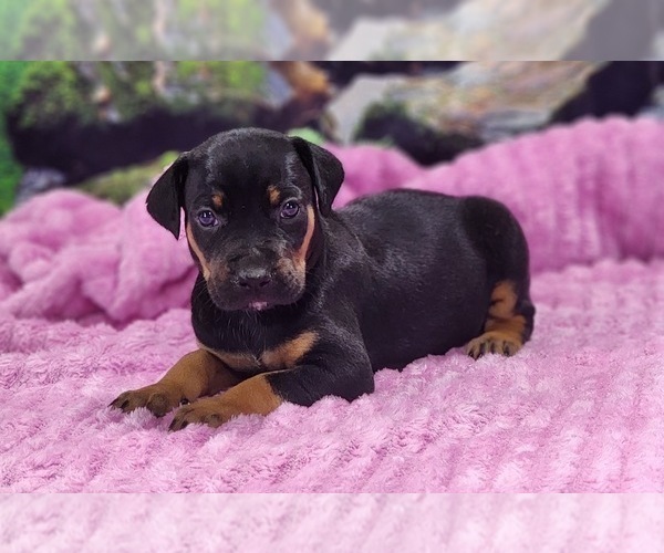 Medium Photo #5 Catahoula Leopard Dog Puppy For Sale in CUMBY, TX, USA