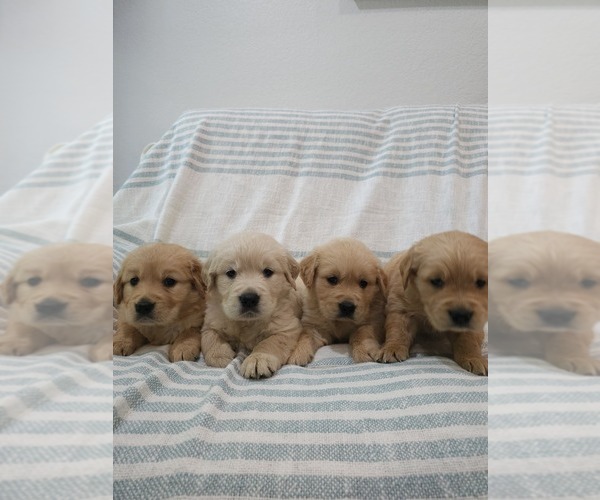 Medium Photo #7 Golden Retriever Puppy For Sale in ELVERTA, CA, USA