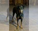 Small Doberman Pinscher