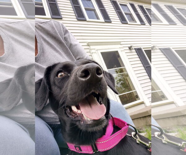 Medium Photo #3 Peruvian Inca Orchid Puppy For Sale in Erie, MI, USA