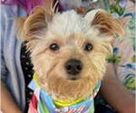 Small #3 Mutt