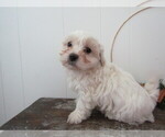 Small #1 Maltipoo