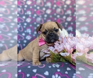 French Bulldog Puppy for sale in PARADISE, PA, USA