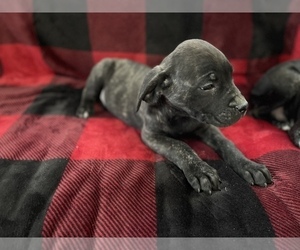 Mastiff Puppy for sale in OMAK, WA, USA