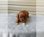 Small Photo #1 Cavapoo Puppy For Sale in DUNNVILLE, KY, USA