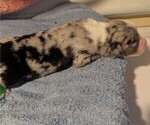 Small Photo #14 Australian Shepherd Puppy For Sale in SYLVA, NC, USA