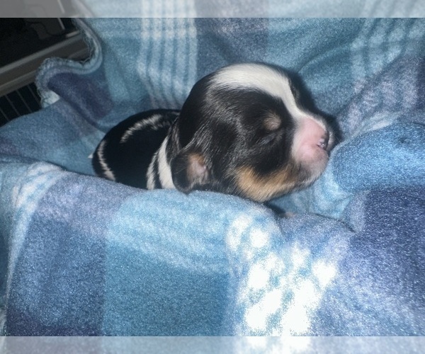 Medium Photo #1 Maltipoo (Miniature)-Shih Tzu Mix Puppy For Sale in MIDDLEBURG, FL, USA