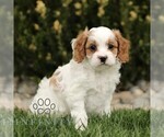 Small #3 Cavapoo