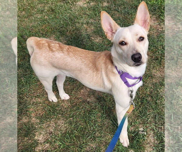 Medium Photo #1 Pembroke Welsh Corgi-Unknown Mix Puppy For Sale in Walnutport, PA, USA
