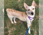 Small Pembroke Welsh Corgi Mix