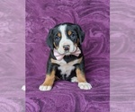 Small Photo #2 Greater Swiss Mountain Dog Puppy For Sale in CHRISTIANA, PA, USA