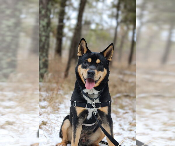 Medium Photo #3 Mutt Puppy For Sale in Bemidji, MN, USA