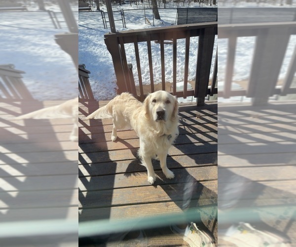 Medium Photo #1 Golden Retriever Puppy For Sale in CHIPPEWA FALLS, WI, USA