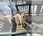 Small Photo #1 Golden Retriever Puppy For Sale in CHIPPEWA FALLS, WI, USA