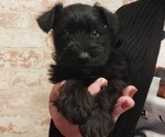 Small Photo #1 Schnauzer (Miniature) Puppy For Sale in LAKEVILLE, OH, USA