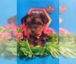 Small Photo #25 Yorkshire Terrier Puppy For Sale in AKRON, OH, USA