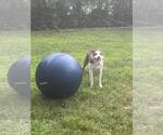 Small #9 Bull Terrier Mix