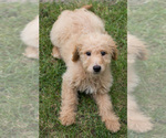 Small Photo #5 Goldendoodle Puppy For Sale in BAY VIEW, WI, USA