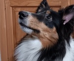 Small #2 Shetland Sheepdog