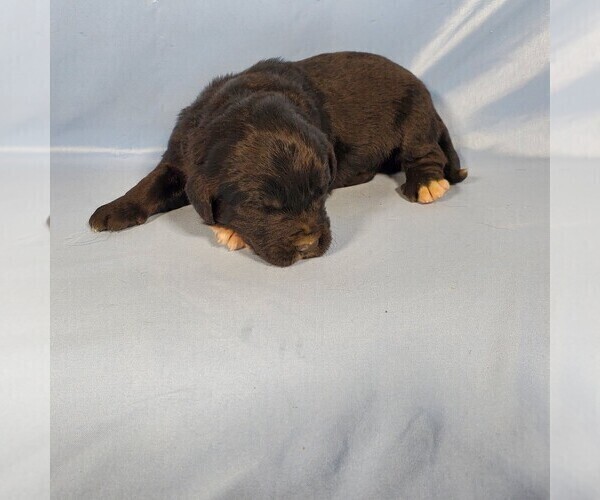 Medium Photo #11 Golden Mountain Dog Puppy For Sale in BLACK FOREST, CO, USA