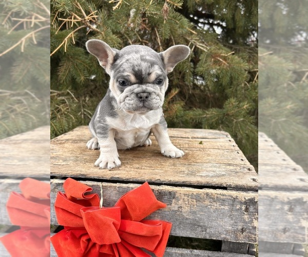 Medium Photo #3 French Bulldog Puppy For Sale in MIDDLEBURY, IN, USA