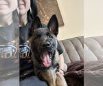 Small #3 German Shepherd Dog