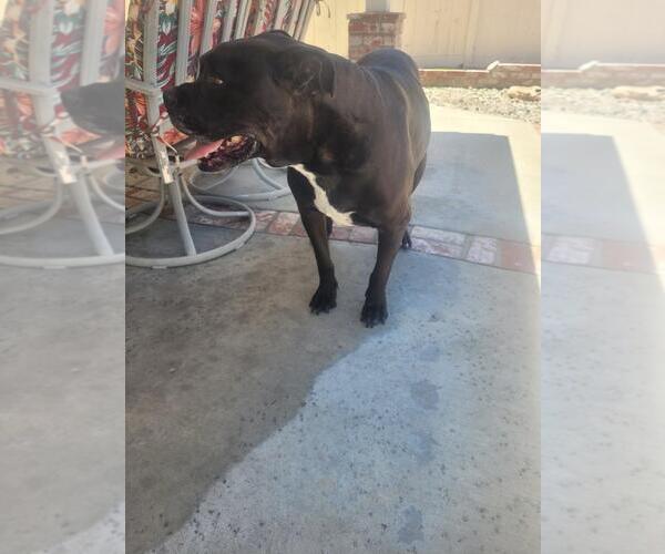 Medium Photo #3 American Bandogge mastiff Puppy For Sale in Marina Del Rey, CA, USA