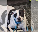 Small #12 American Pit Bull Terrier